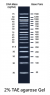 50bp plus DNA Ladder