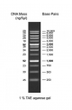 1 kb dna ladder resolved on 1% tae agarose el with fragment size ranging from 250 to 10,000 bp