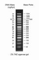 froggabio 50 bp dna ladder resolved on 2% tae agarose gel with fragment size ranging from 50 to 1500 bp