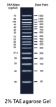 50bp plus DNA Ladder