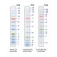 PM008-0500M BLUelf Prestained Protein ladder