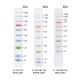 BlueRAY Prestained Protein Ladder