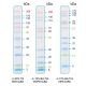 IRIS11 Prestained Protein Ladder