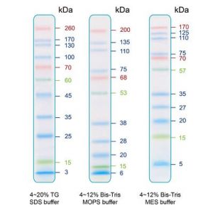 IRIS11 Prestained Protein Ladder