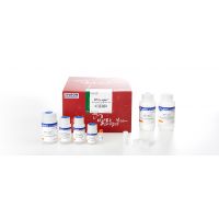 17097 DNA-spin Plasmid DNA Purification Kit 200 Col