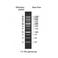 1 kb dna ladder resolved on 1% tae agarose el with fragment size ranging from 250 to 10,000 bp