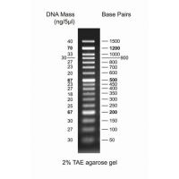 froggabio 50 bp dna ladder resolved on 2% tae agarose gel with fragment size ranging from 50 to 1500 bp