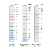 PM008-0500M BLUelf Prestained Protein ladder