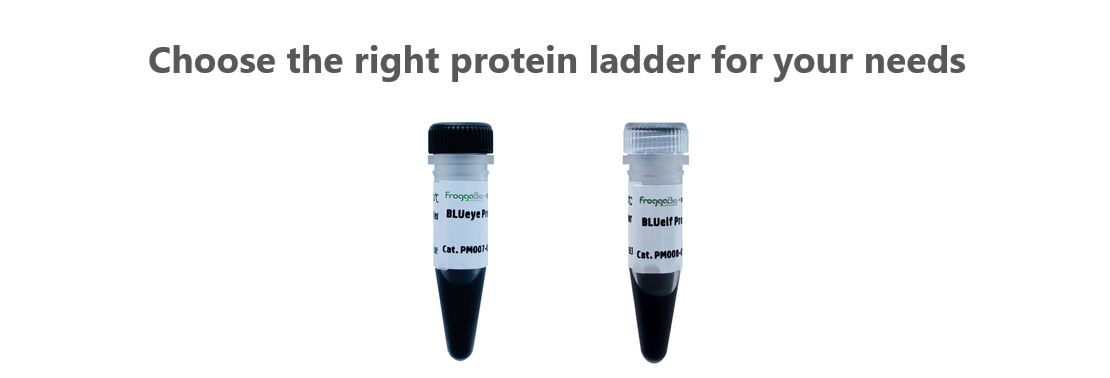 Choose the right protein ladder for your needs