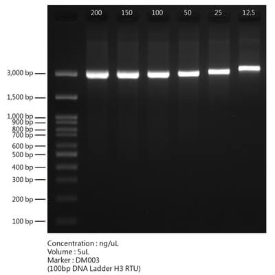 Visualization of ultra-sensitive DNA staining reagent on high bands