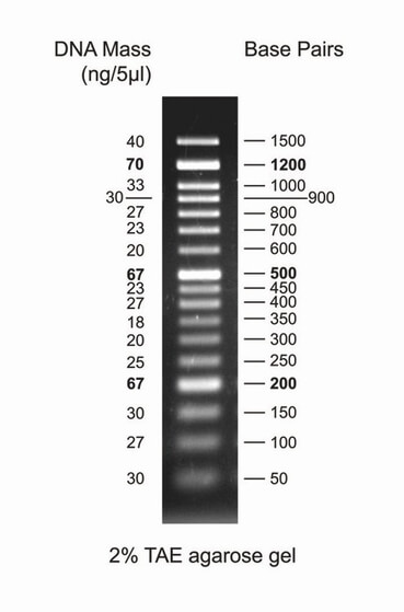 Result of Electrophoresis on a 50 bp dna ladder resolved on 2% TAE agarose gel