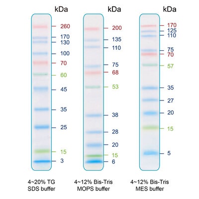 Refers to iris11 prestained protein ladder patterns in various electrophoresis conditions